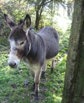 Photo of donkey as basis for etching