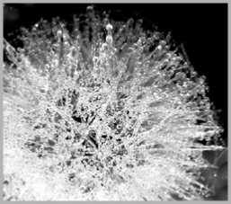 Dewdrops on dandelion seed head